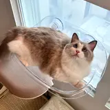 TOP13 고양이 창문 해먹 추천 추천 모델 MAAH 고양이 창문 해먹, 화이트, 1개